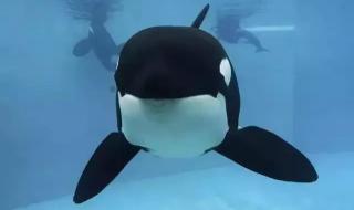 虎鲸宝宝出生200公斤 虎鲸宝宝出生200公斤